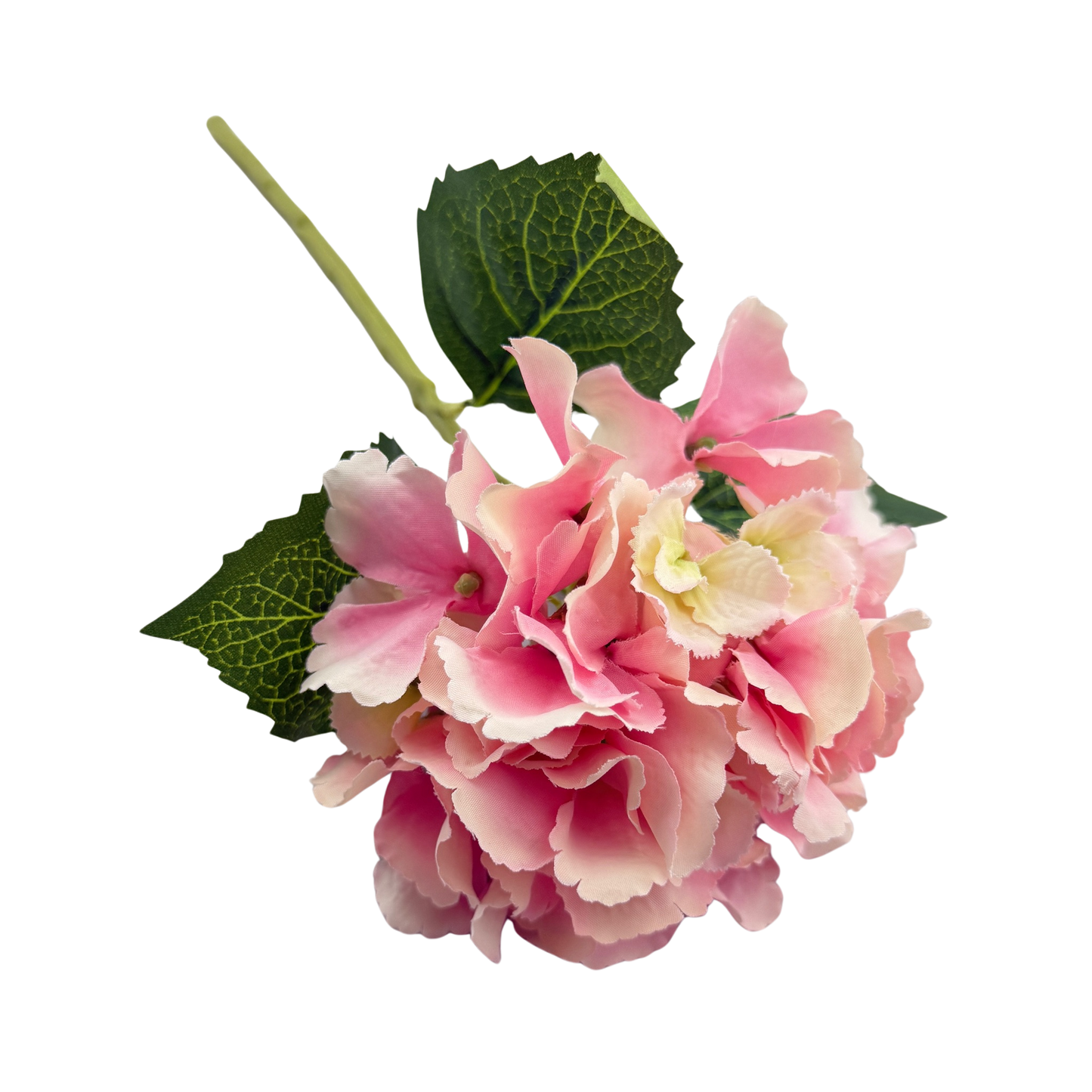 Pink Hydrangea Stem