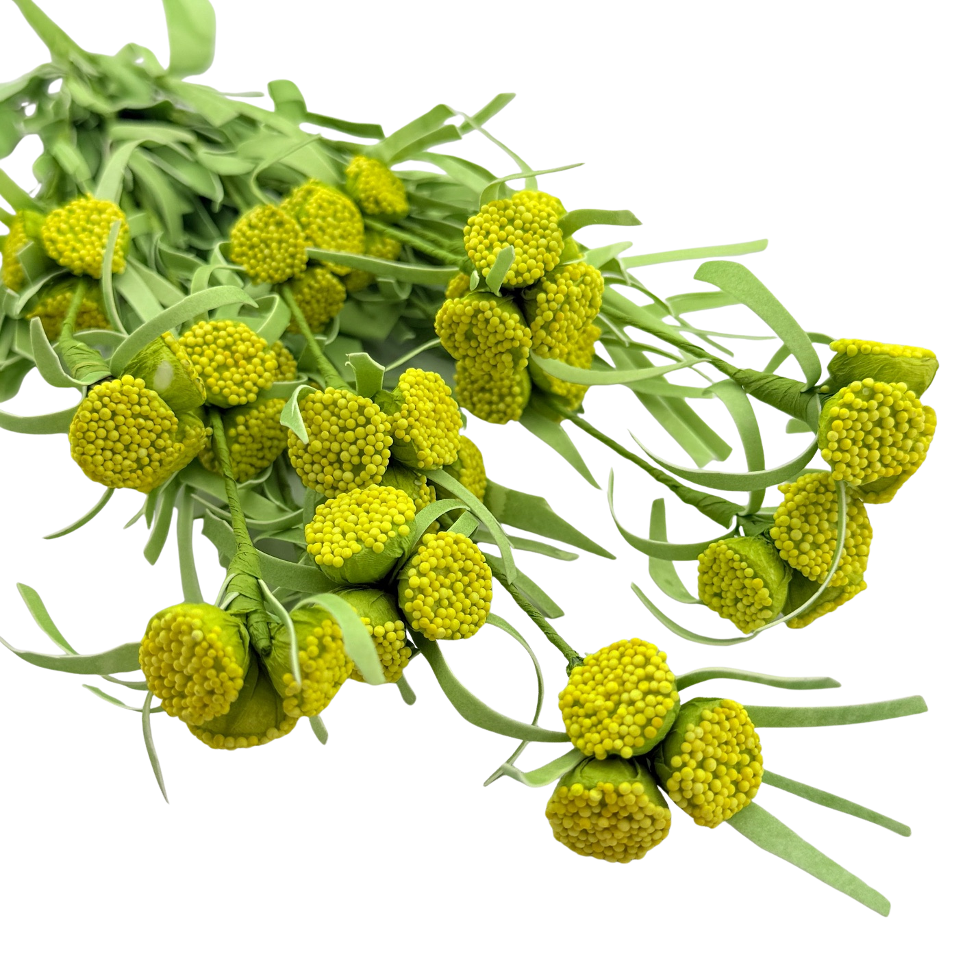 Yellow Button Stem
