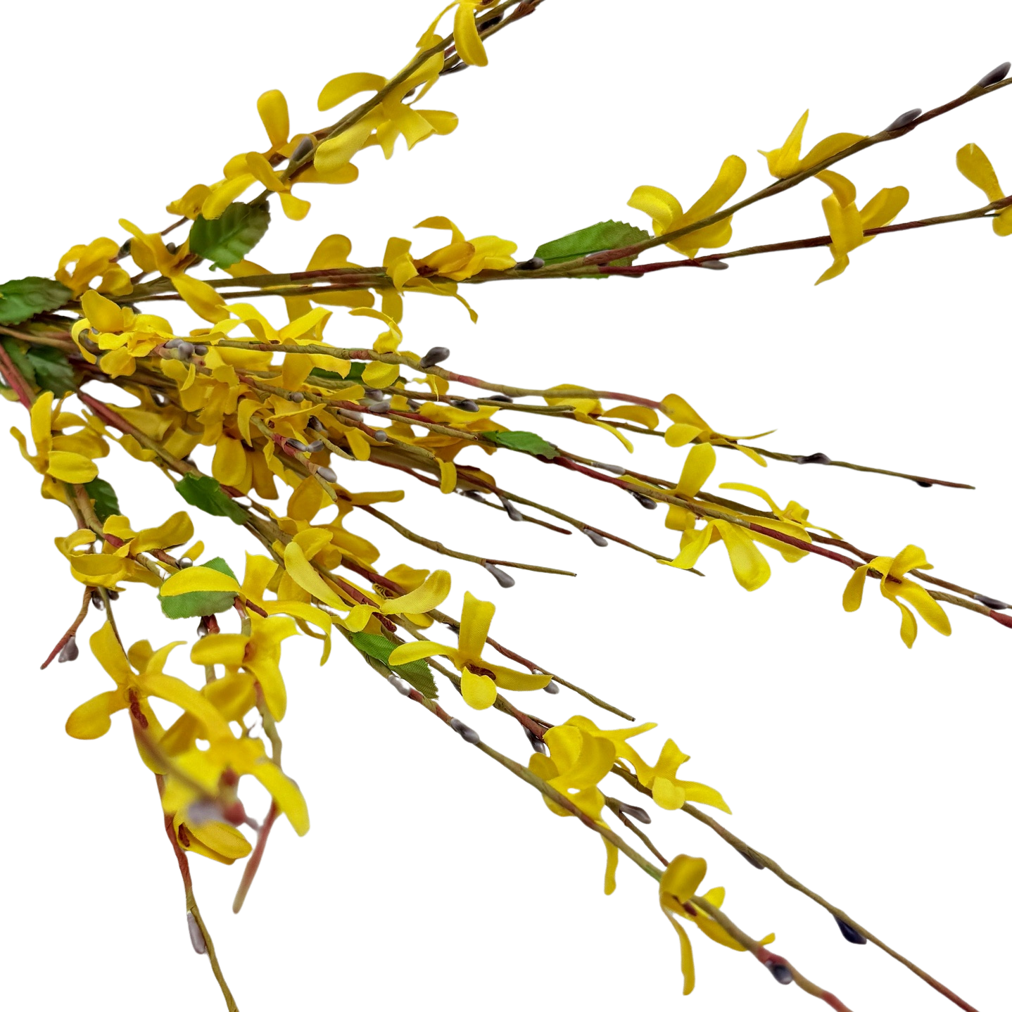 Forsythia Stem