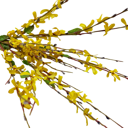 Forsythia Stem