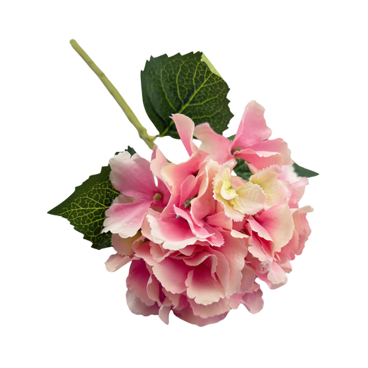Pink Hydrangea Stem