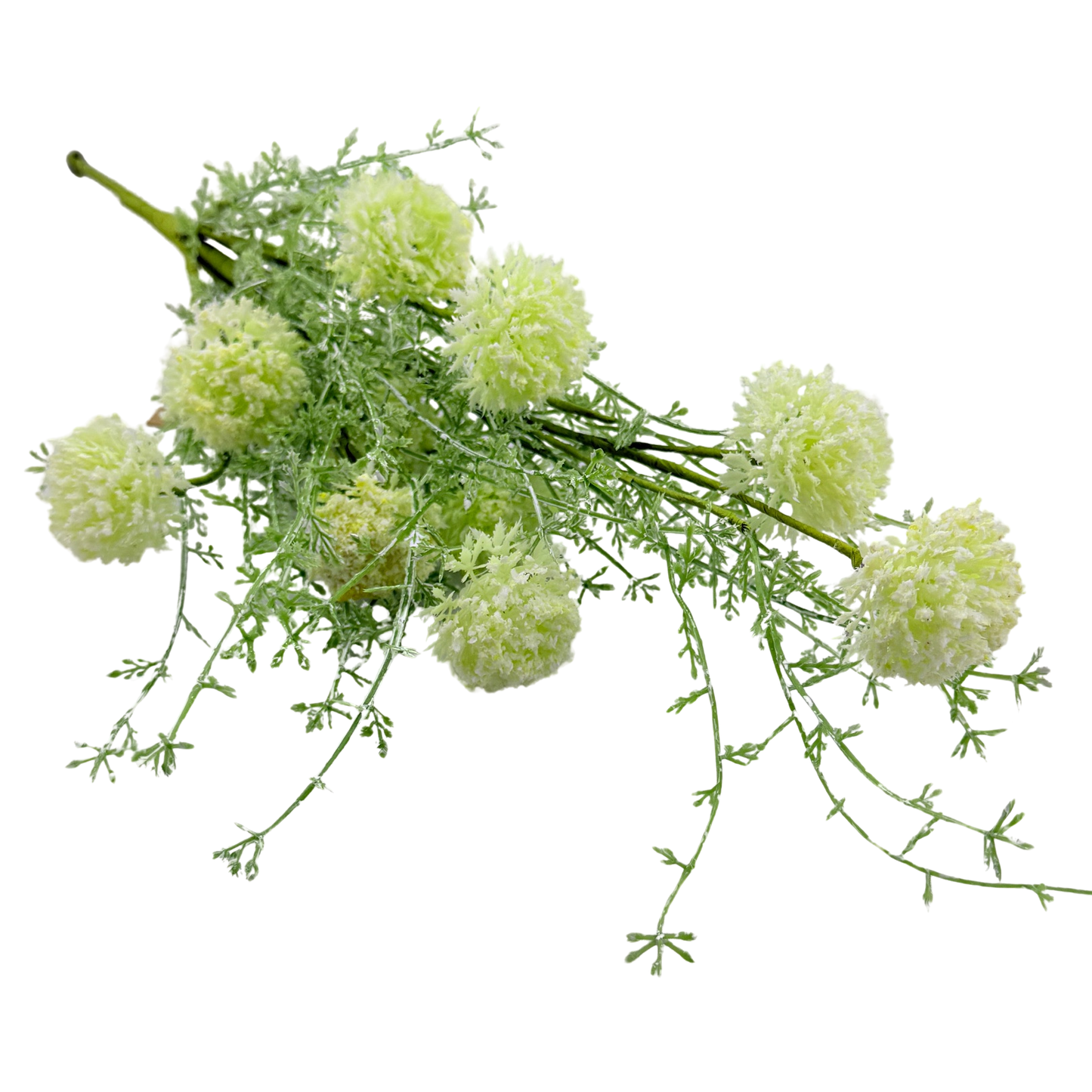 White Allium Bush