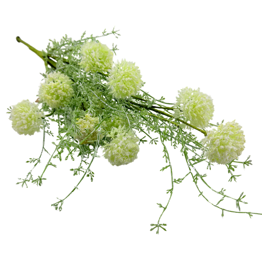 White Allium Bush