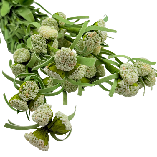 White Button Stem