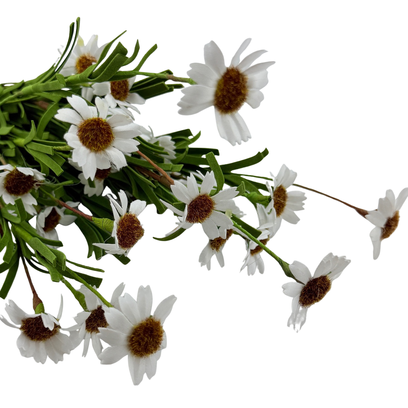 White Mountain Daisy Stem