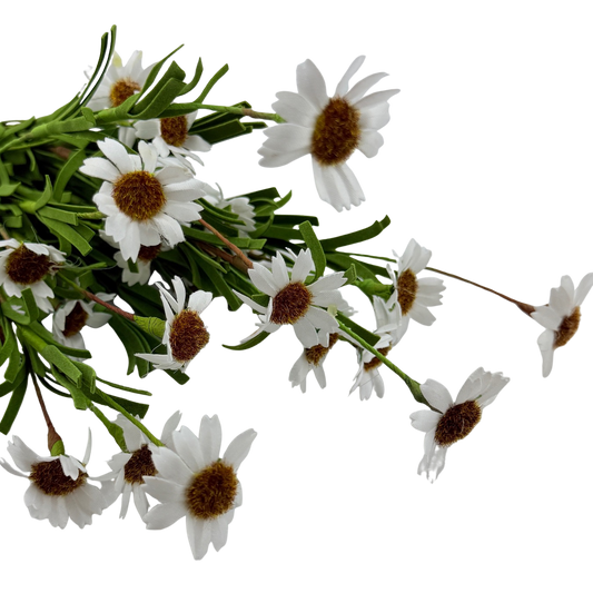 White Mountain Daisy Stem