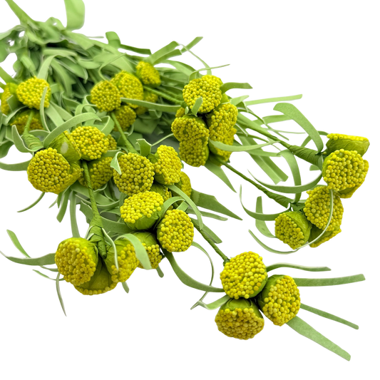 Yellow Button Stem